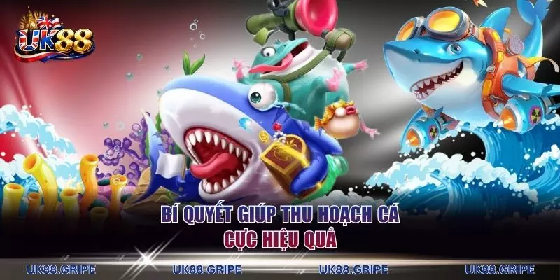 Bí quyết giúp thu hoạch cá cực hiệu quả